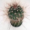 ferocactus_setispinus